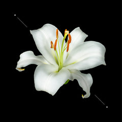 Essens Perfume women w193-50ml - Makeup Stash Pakistan