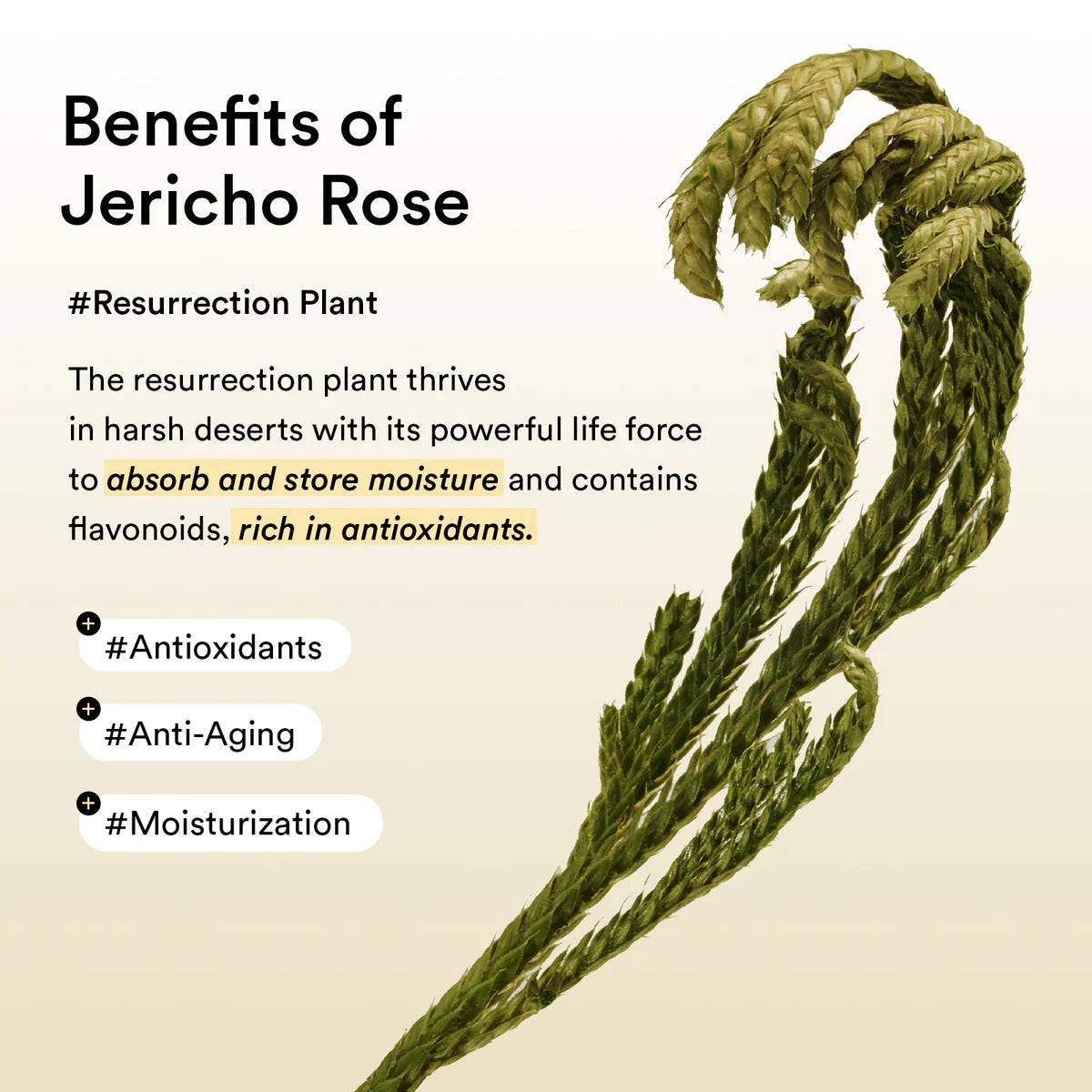 Eye Patch ,Rose Jelly, Hydrating , Firming Eye Masks , Under Eye Patches, eye care, Reducing Puffiness and Dark Circles , Makeup Stash Pakistan